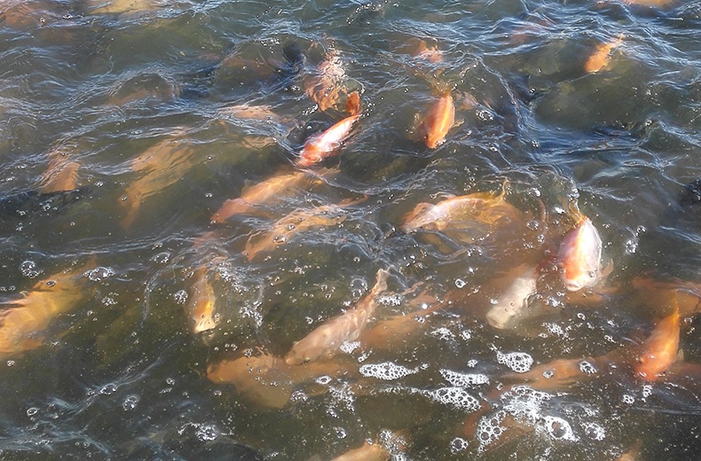 Recirculating Water Mariculture